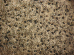 Culture de Sordaria fimicola, champignon saprophyte,  sur milieu PDA